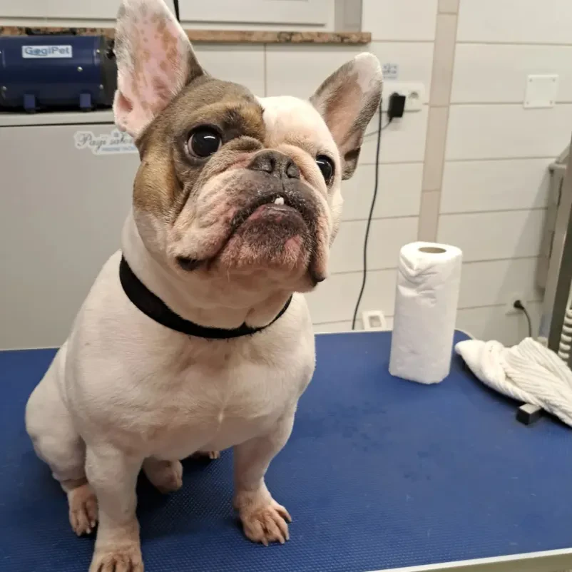 Dober pasji in mačji salon Gorenjska