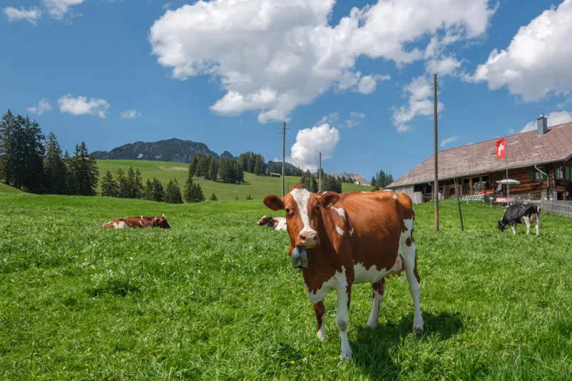 Izdelava sladoleda iz domačega mleka Gorenjska, Slovenija