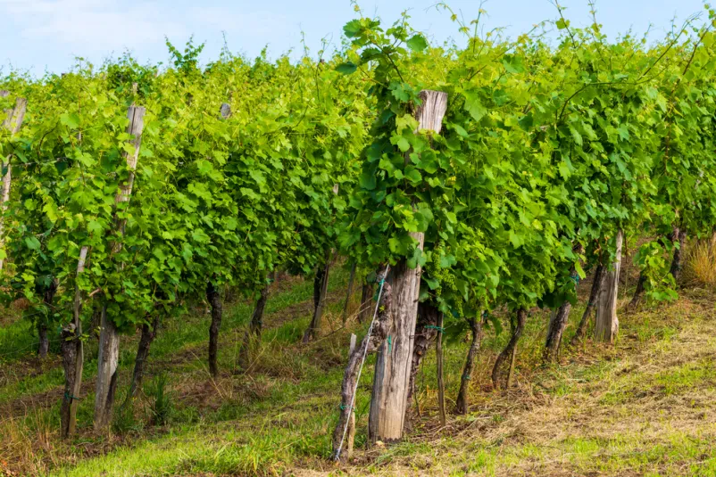 Vinograd Bizeljsko
