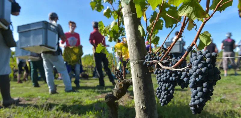 Turistična kmetija in degustacija vin Štajerska 