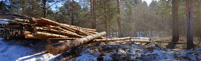 Posek dreves Dolenjska, Slovenija
