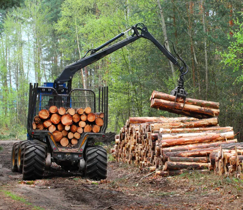 Supply of various types of logs Koper