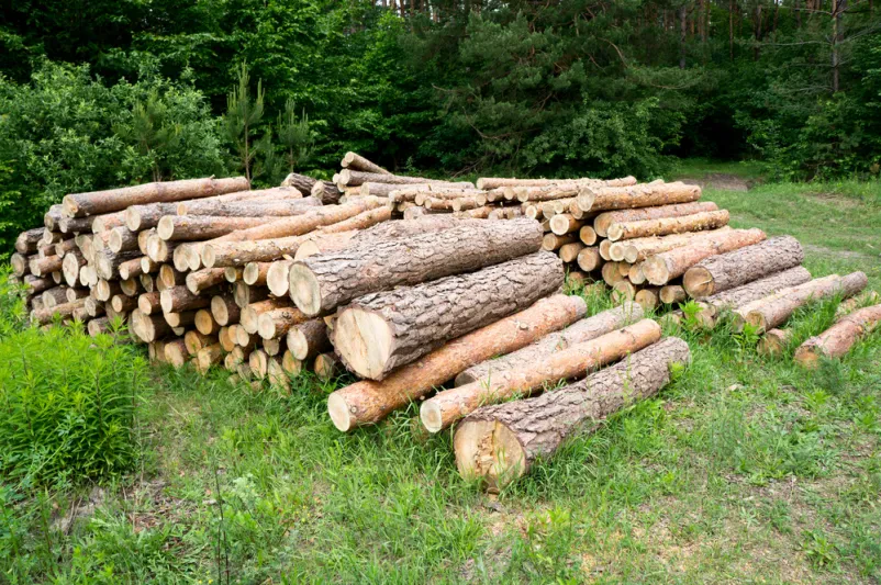 Sale of wood and logs Koper, Coast