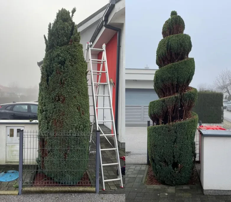 Ugodno obrezovanje drevja in živih mej Pomurje