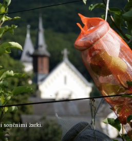 Žganje s hruško