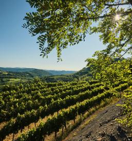 Vinograd v Ajdovščini, kjer pridobivamo grozdje za kvalitetna vina 