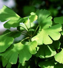 Ginko