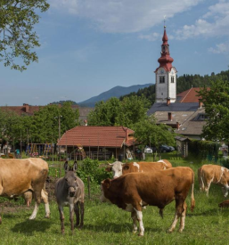 Nočitev Bled, okolica