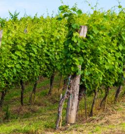 White wine Goriška