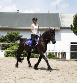 Horse breeding Europe