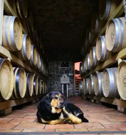 Degustacije vin Kras