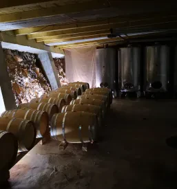 Degustacije in ogled vinske kleti Kras