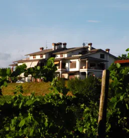Vrhunska bela vina z Goriške