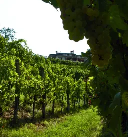 Kvalitetna bela vina z Goriške