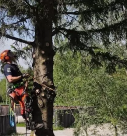 Kvalitetna arboristika Gorenjska, Osrednja Slovenija