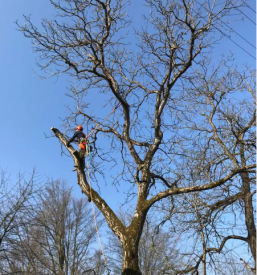 arboristika Gorenjska, Osrednja Slovenija