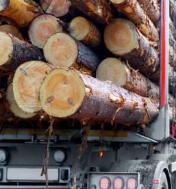 Wood sales in Slovenia