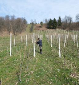 ekološka vina Slovenija