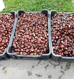 Prodaja kostanja na domu Ljubljana z okolico