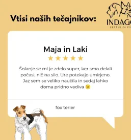 Sprehajanje psov Ptuj