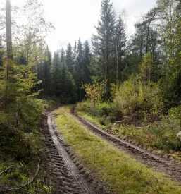 Gozdne vlake Podgorje