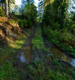 Hitra sečnja in spravilo lesa Obrov