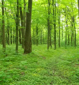 gozd Šentjernej