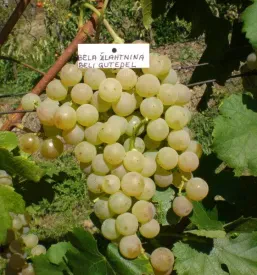 Kvalitetne sadike za vino Ptuj, Podravska, Slovenija