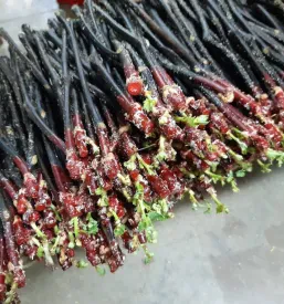 Sadike za vino Podravska, Slovenija