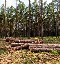 Sečnja lesa in pašništvo Srednja vas v Bohinju