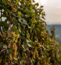 Degustacije dobrih vin Štajerska