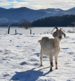 Dobra turistična kmetija Cerknica