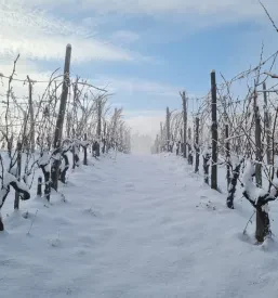 Promocija vinarstva Kostanjevica na Krki