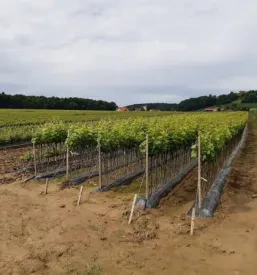 Kvalitetno trsje Ptuj, Podravska, Slovenija 