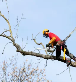 Vzdrževanje zelenih površin Jesenice z okolico
