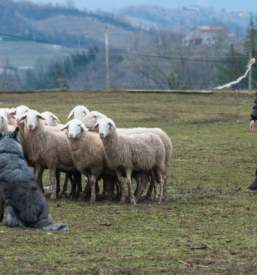 Šola psov za zganjanje ovc Goriška