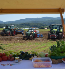 Prodaja sadik zelenjave Dolenjska