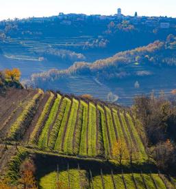 Vinogradi na turistični kmetiji Goriška