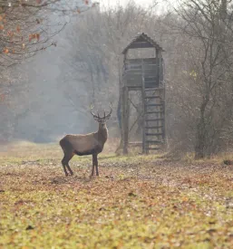 Zavod za lovstvo in naravovarstvo Slovenija