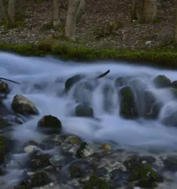 oddaja koče