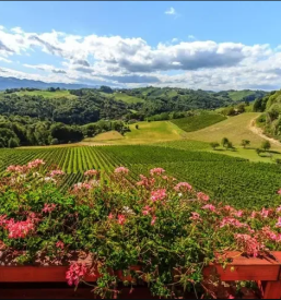 Degustacije belega vina na Štajerskem