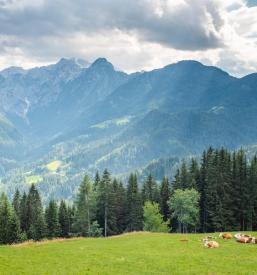 Kranjsko gozdarsko društvo