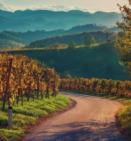 Obiščite vinorodne okoliše