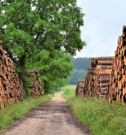 spravilo lesa Tržič