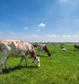 Živinoreja Cerknica