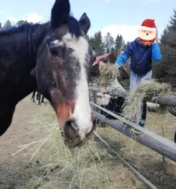 Jahanje za otroke Celje