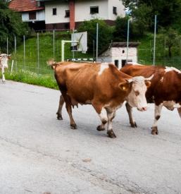 Prodaja domačih mlečnih izdelkov