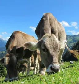 Eko seneno mleko Bohinj