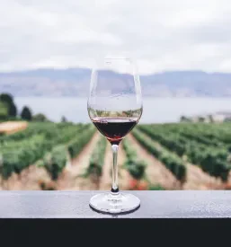 degustacija vin Bizeljsko, Dolenjska