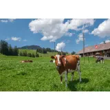 Agrarna skupnost Bohinjska Češnjica, Jereka, Podjelje, Koprivnik